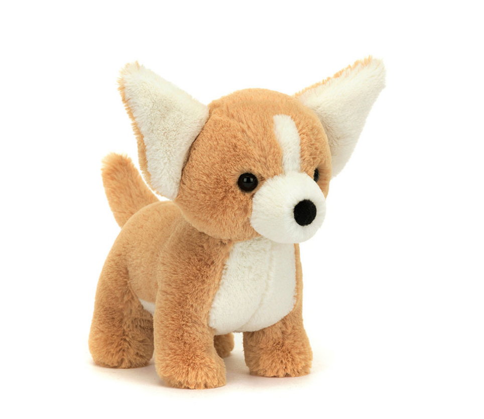 front view Isobel chihuahua